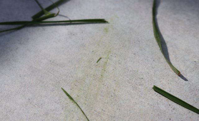 Grasflecken auf Fliesen entfernen