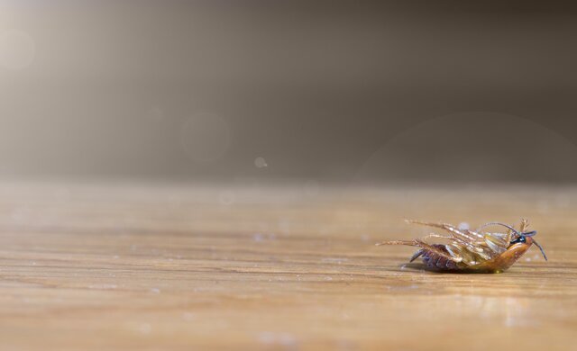 Insekten Flecken auf Fliesen entfernen