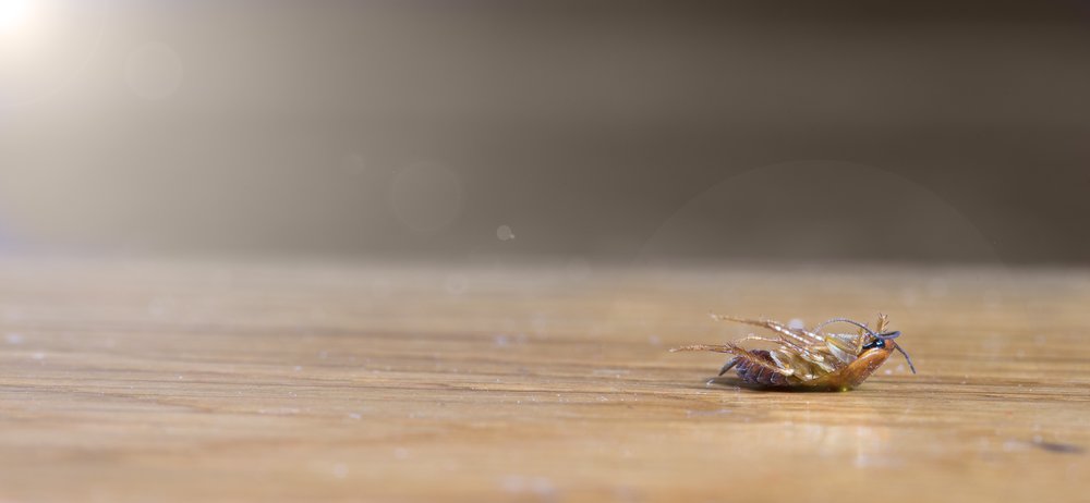 Insekten Flecken auf Fliesen entfernen