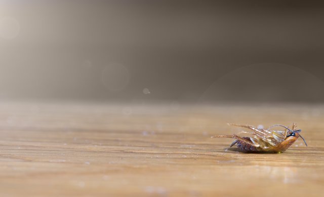 Insekten Flecken auf Fliesen entfernen