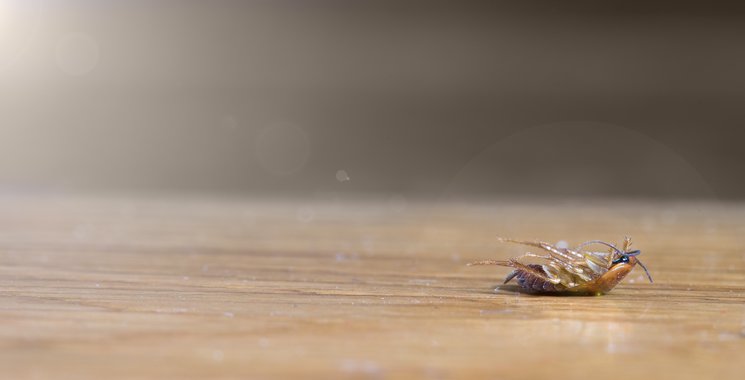 Insekten Flecken auf Fliesen entfernen